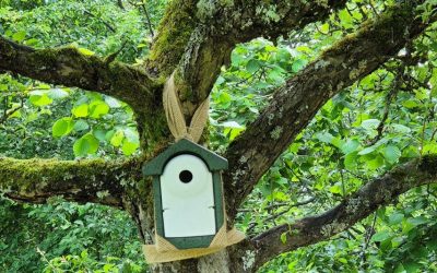Vogelnistkästen: Zimmer frei im Firmengarten