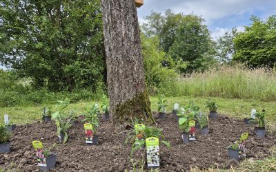 Bienen-Bistro: Blühende Pflanzringe rund ums Jahr