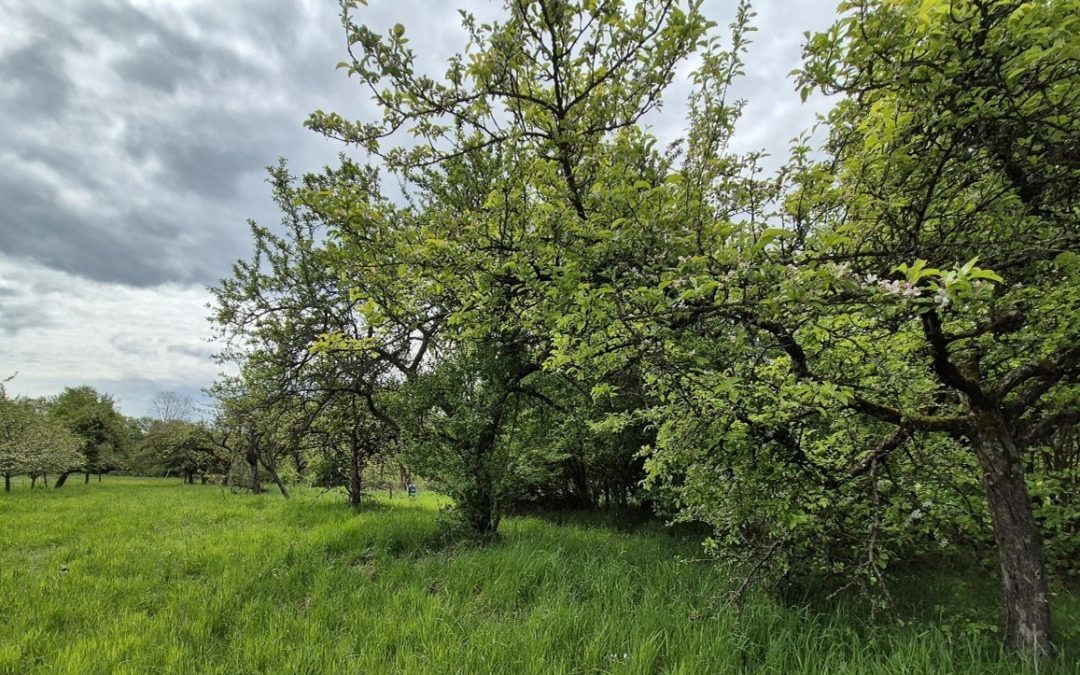 Bauherren der Biodiversität – unser grünes Abenteuer beginnt